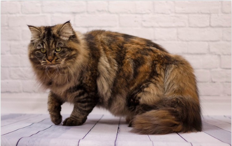 Сибирская черепаховая кошка