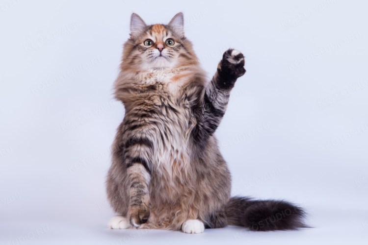 Мейн кун черепаховый мраморный