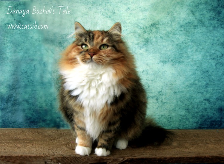 Сибирская кошка трехцветная черепаховая