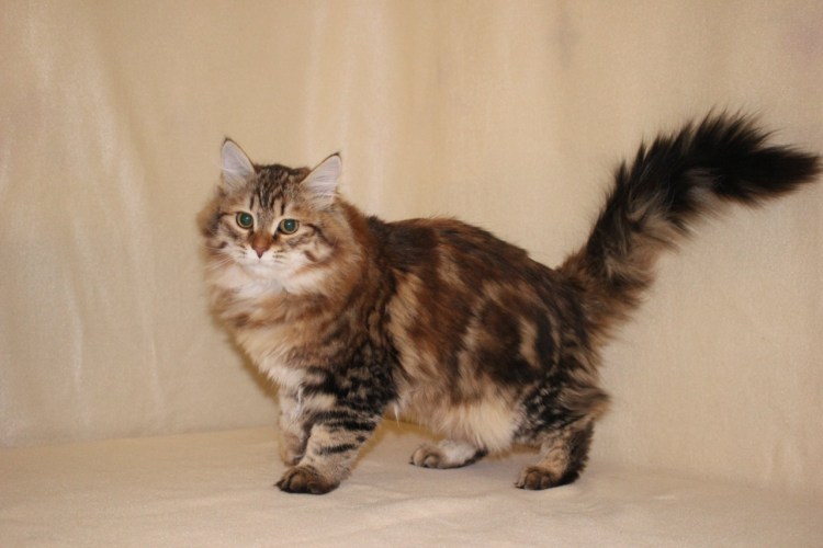 Сибирская кошка Черепаший окрас