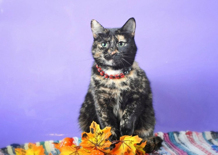 Сибирская кошка пушистая черепаховая котенок