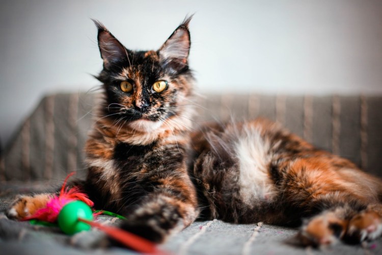 Сибирские котята трехцветные черепаховые