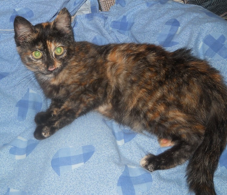 Трехшерстная кошка порода Мейн