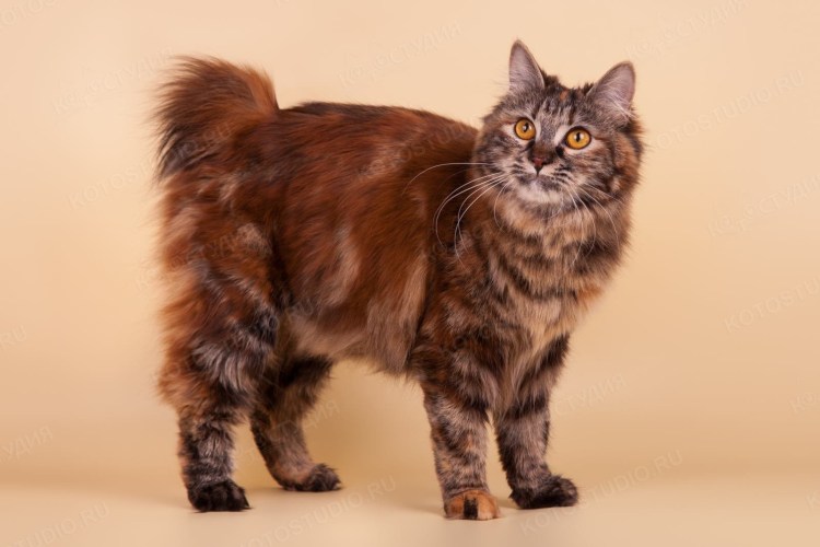 Норвежская Лесная кошка трехцветная