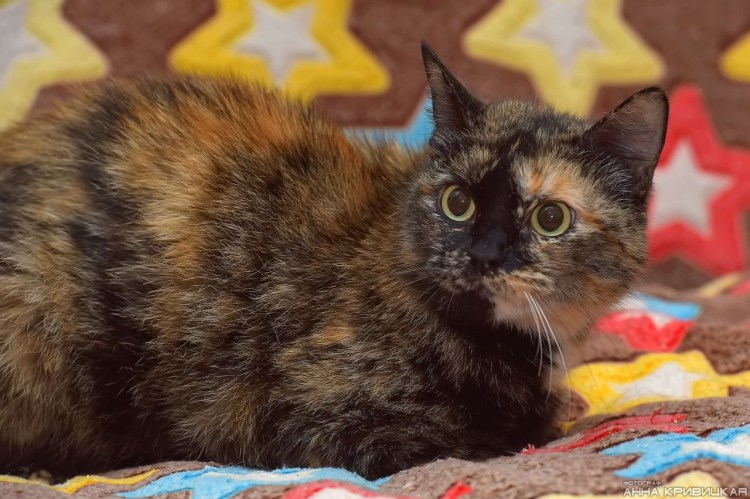 Черепаховый котёнок с пушистым хвостом