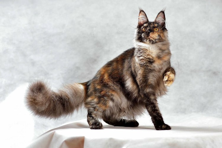 Кошка Сибирская Химера черепаховая