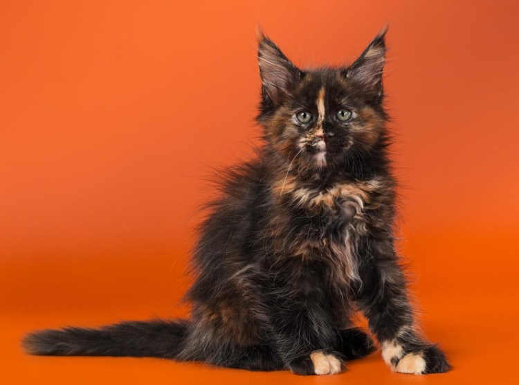 Прекрасная кошка Шура