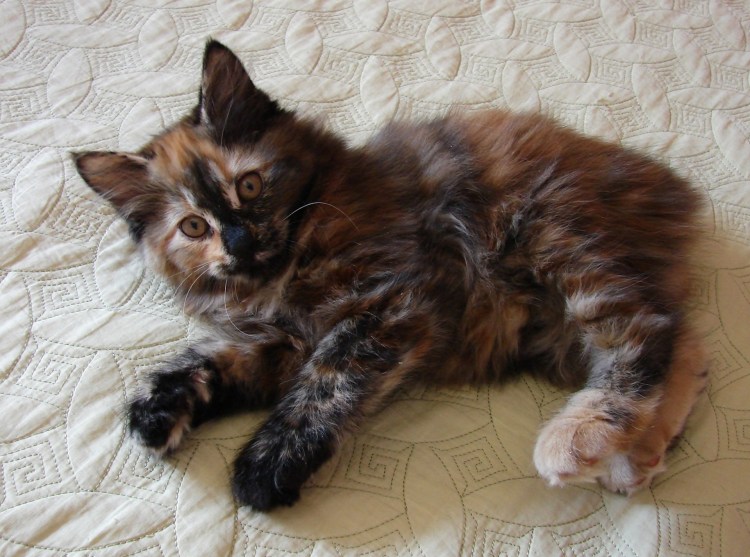 Манчкин и Мейн кун