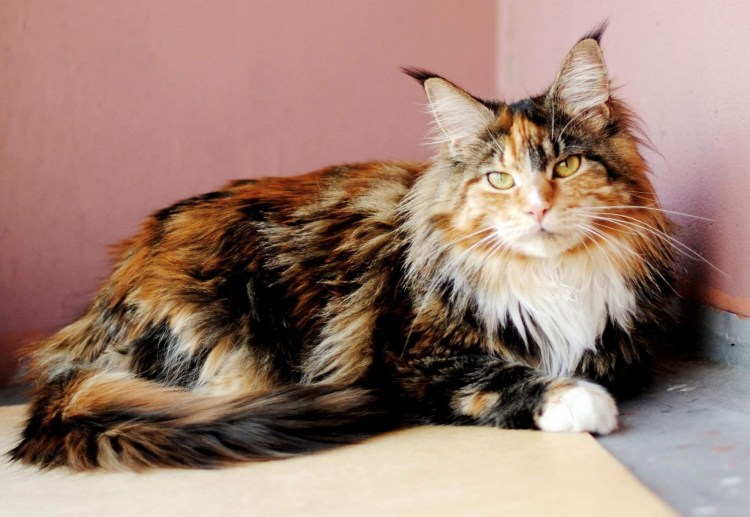 Курильский бобтейл