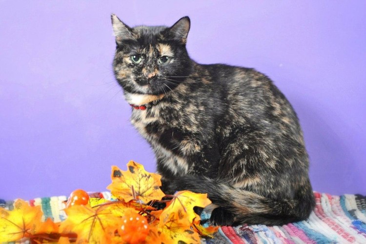 Персидская черепаховая кошка
