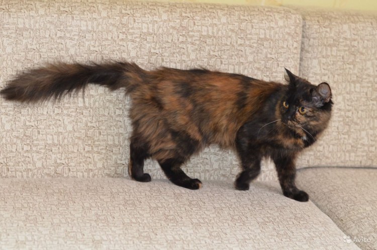 Сибирская кошка трехцветная