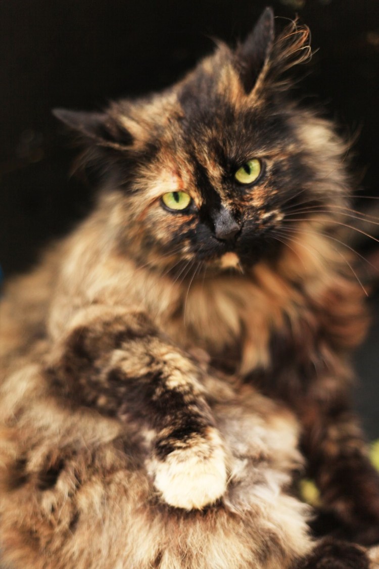 Пушистая черепаховая кошка