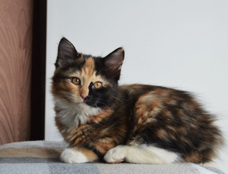 Сибирский черепаховый котенок