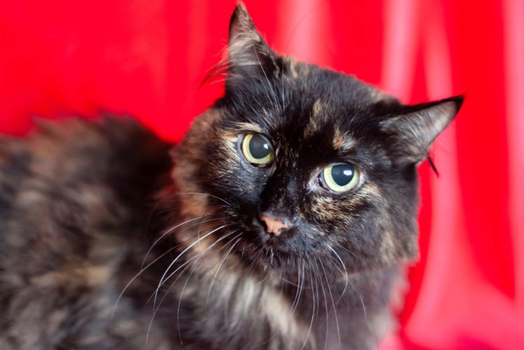 Кошка Амурская Краса