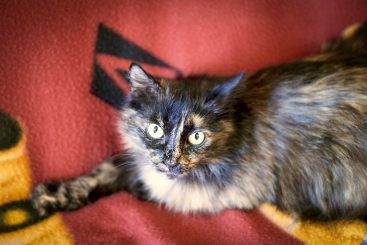 Сибирская черепаховая кошка