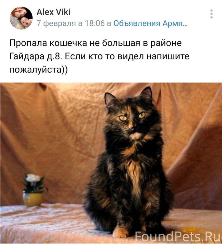 Курильский бобтейл черепаховый