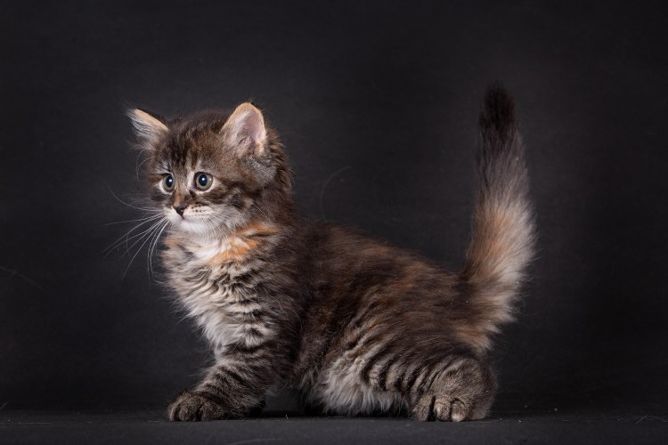 Пестрая кошка пушистая