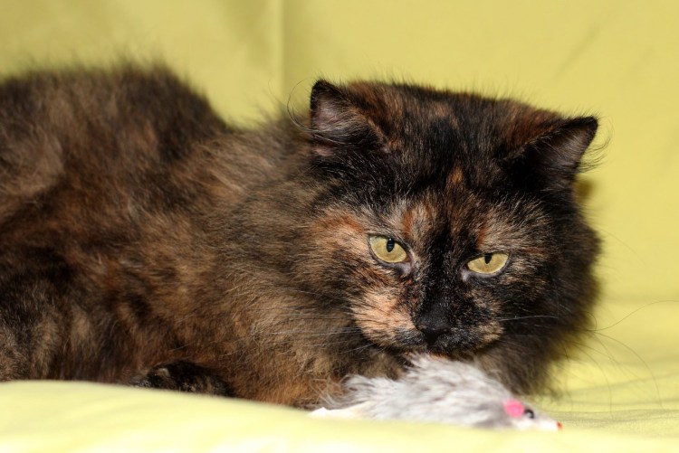 Черно рыжий Мейн кун