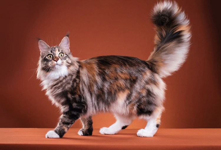 Мейн кун рост