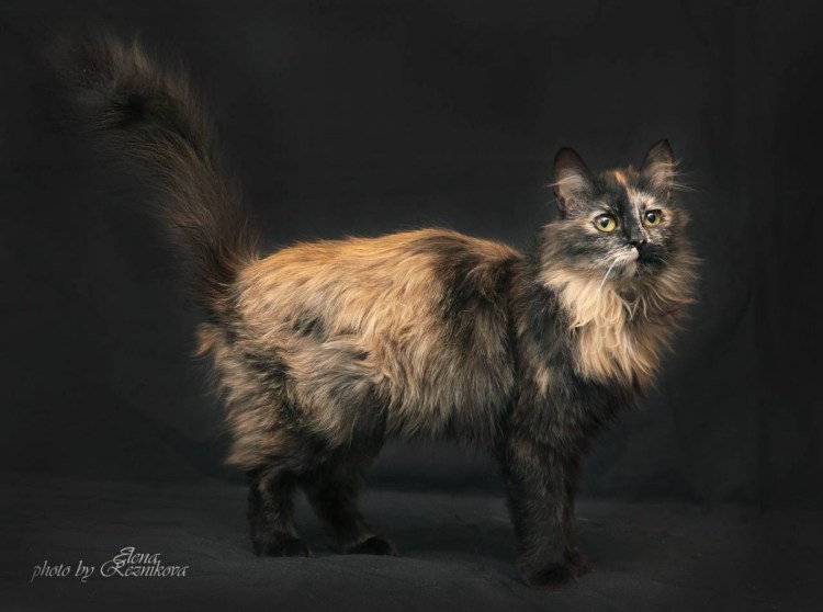 Курильский бобтейл