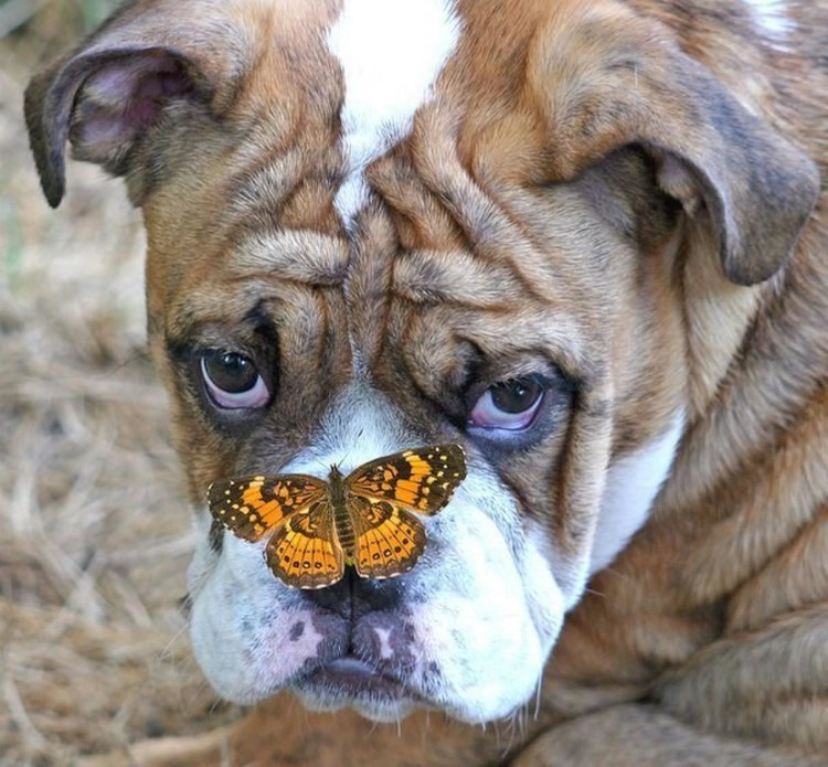 Собака с бабочкой на носу