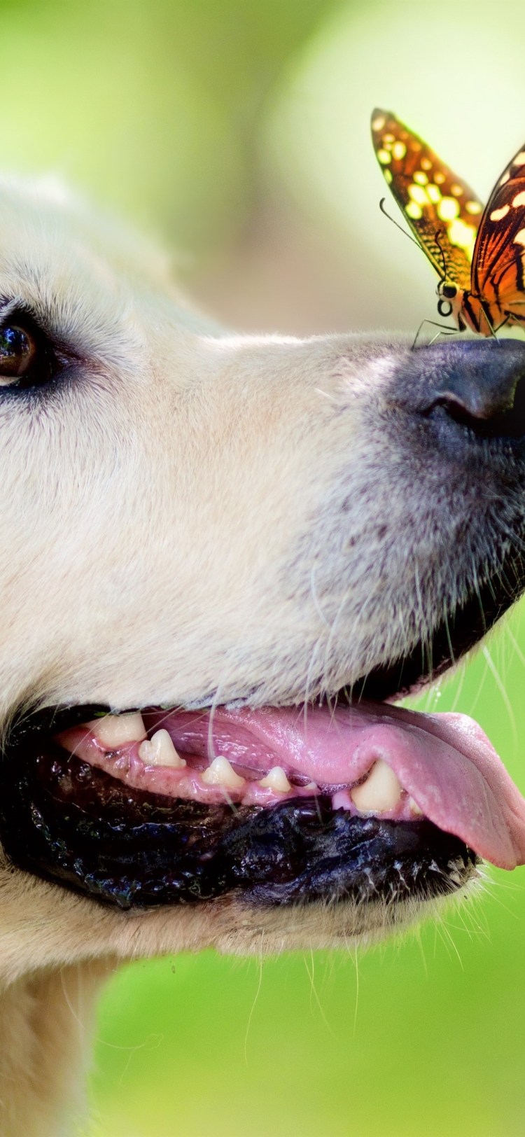 Щенок и бабочка