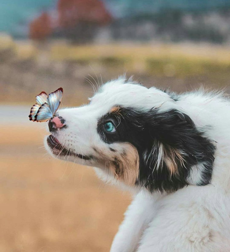 Собака с цветком