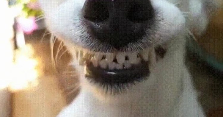 Собака улыбака