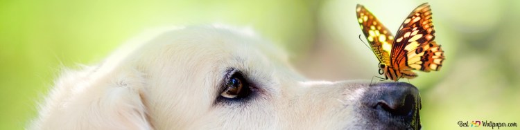 Такса морда