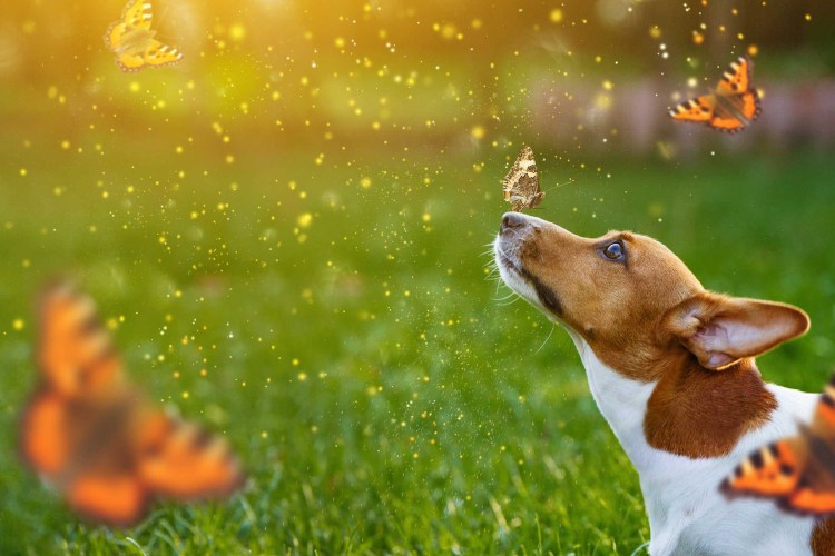 Щенок и бабочка