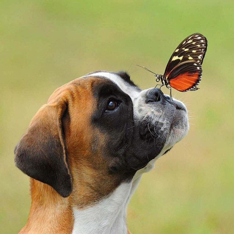 Животные с бабочкой на носу