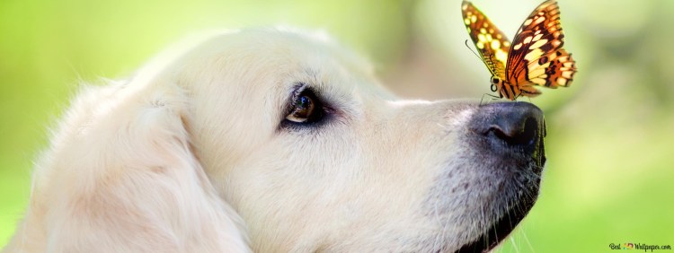 Собака с бабочкой на носу