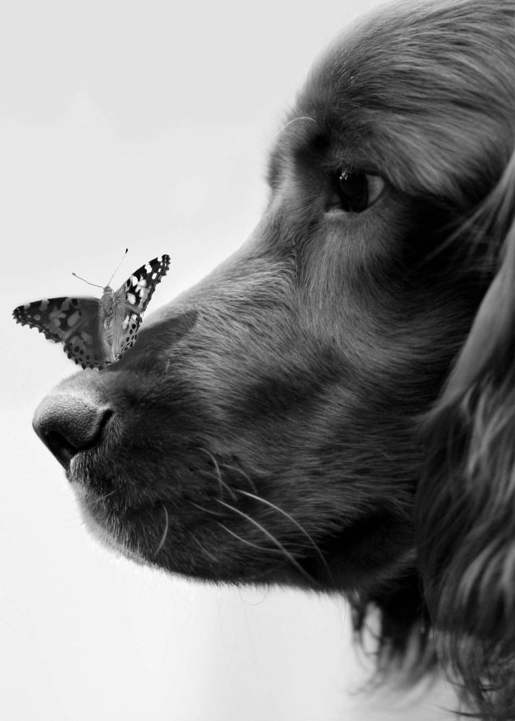 Собачка с бабочками рисунок