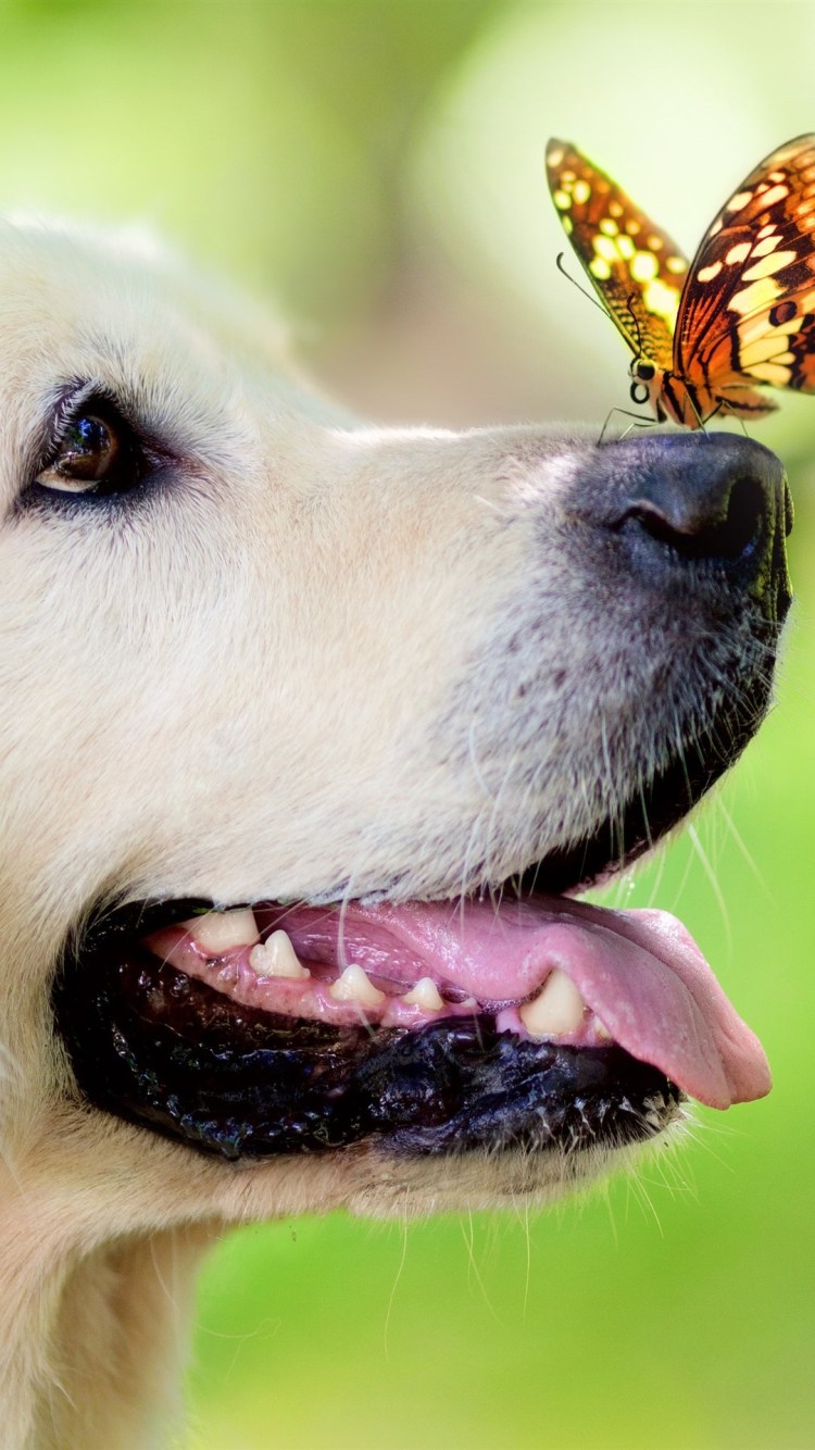 Собака с бабочкой на носу гиф