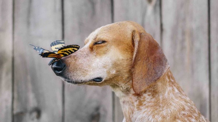 Собака бабочка