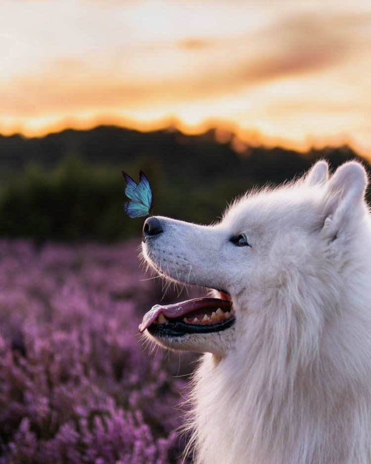 Любопытная собака