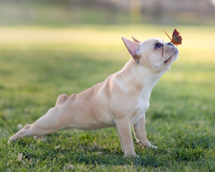 Бабочка сидит на носу у собаки