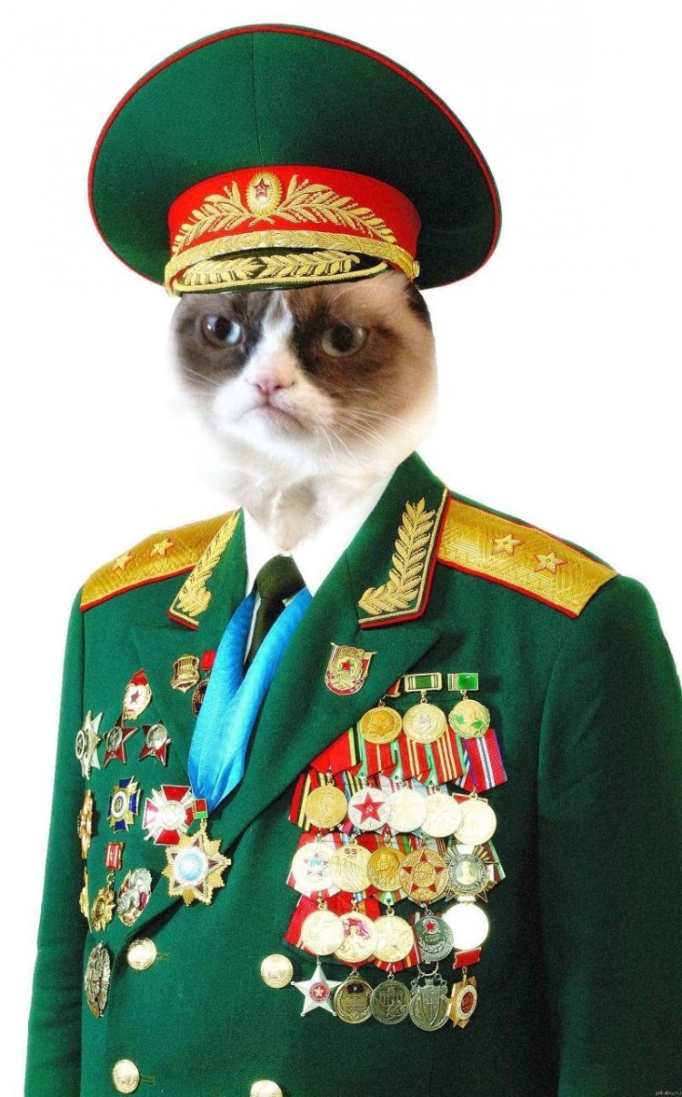 Кот спецназовец