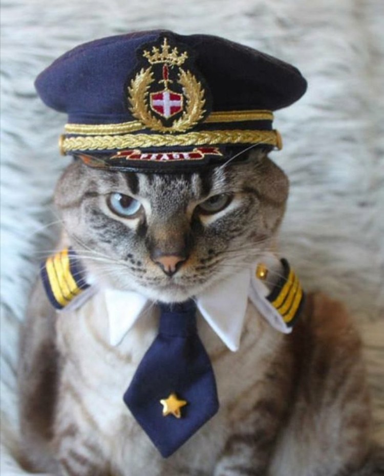 Кот в военной форме