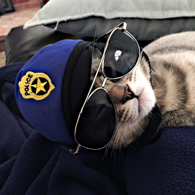 Кот полицейский