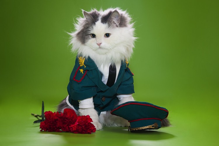 Котенок в военной форме