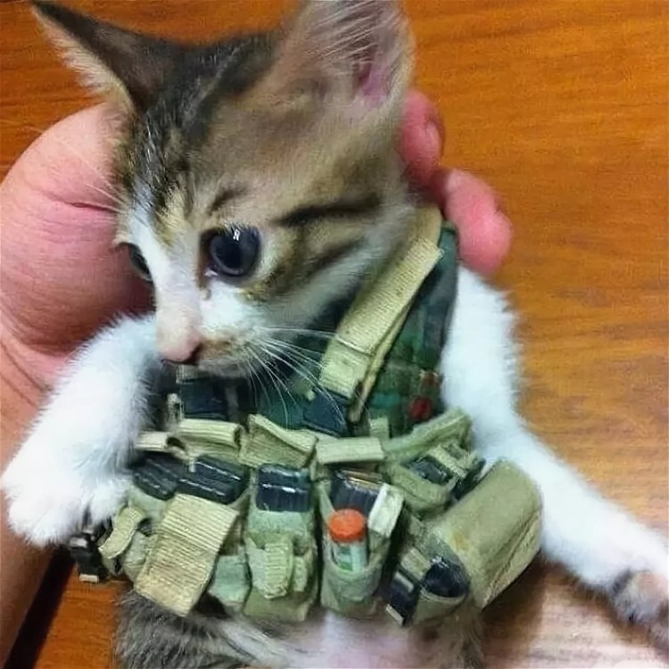 Кот полицейский