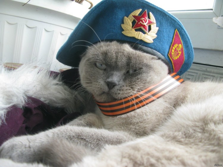 Кот танкист