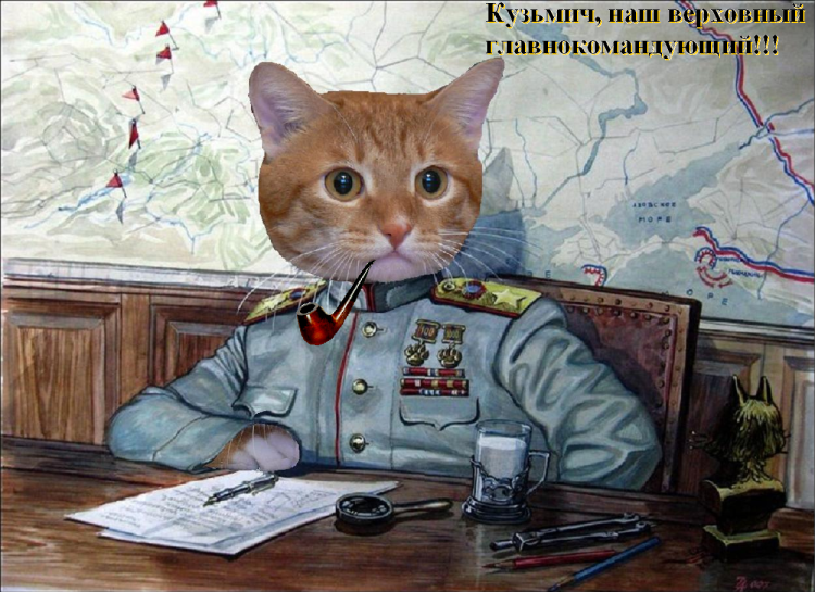Боевые коты