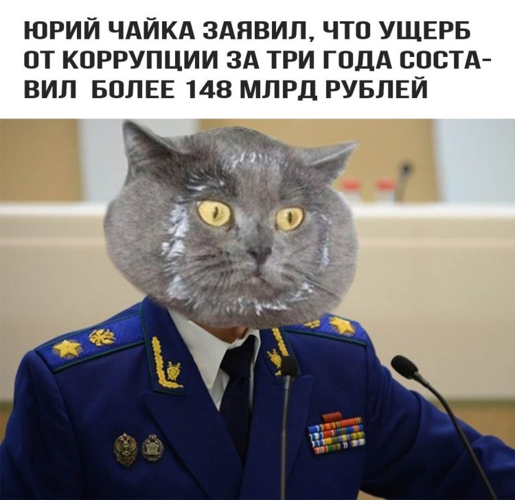 Кот военный