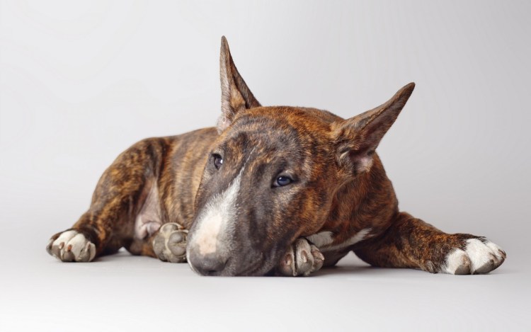 Paul Knight художник собаки