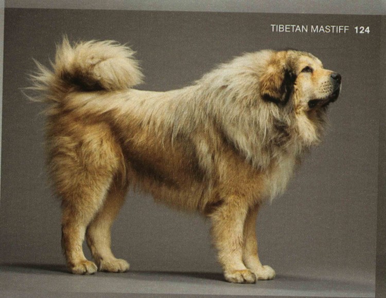 Много щенков