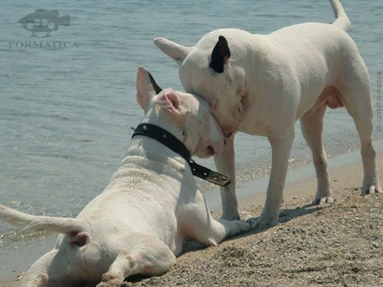 Бультерьер тигровый