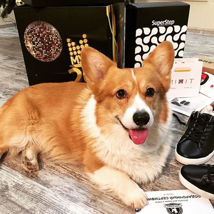 Грейхаунд окрасы с названиями