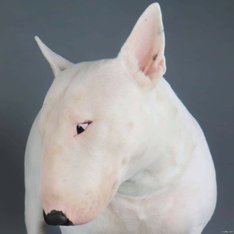 Правила выгула собак